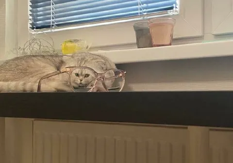 Кот в очках смотрит в душу