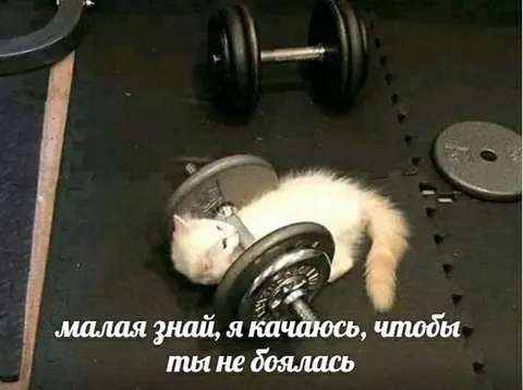 Кот качается, чтобы защитить тебя