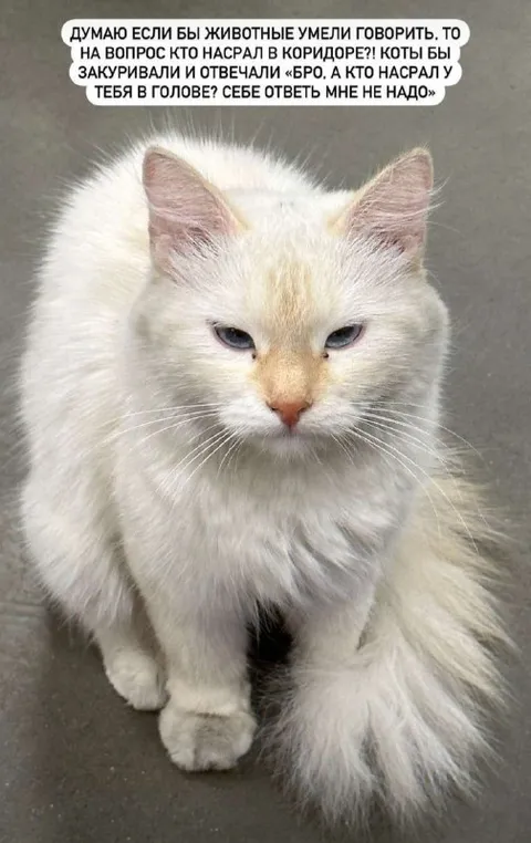 Коты отвечают за коридор