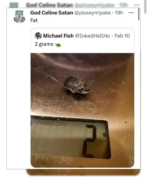 Fat Turtle Weighs Two Grams