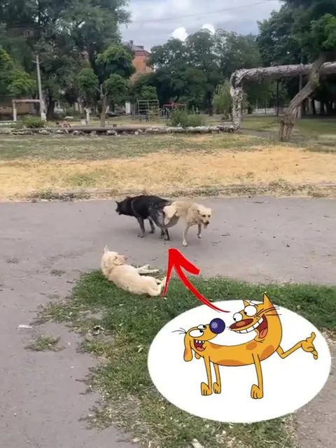 Собаки как Котопёс
