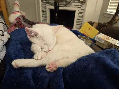 Белый кот уютно спит