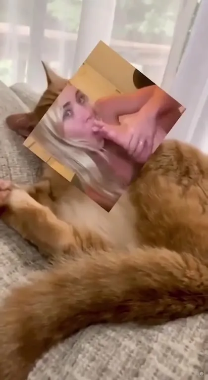 Кот под музыку не спит