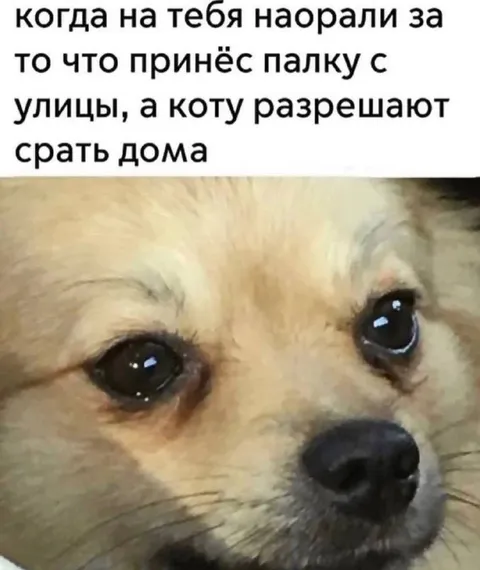 Коту можно, а мне нельзя