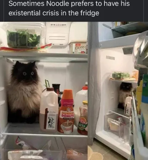 Cat Having an Existential Crisis