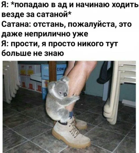 Коала ходит за сатаной
