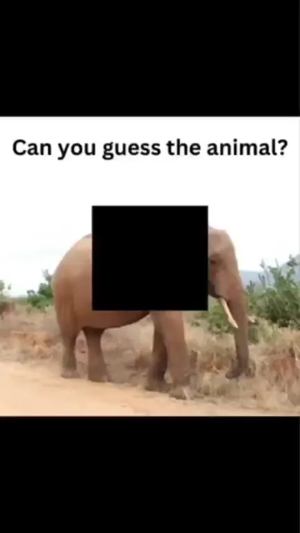 Can You Guess the Animal?
