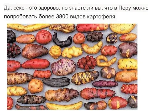 3800 видов картофеля в Перу