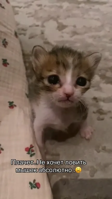 Котёнок не хочет ловить мышей