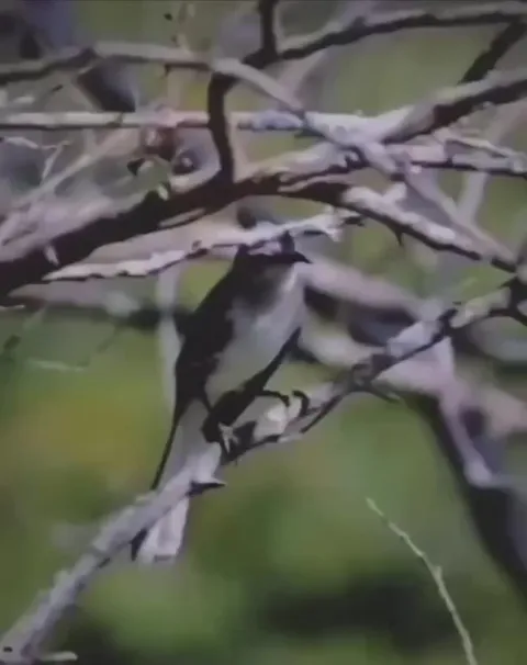 Is That a Mockingbird?