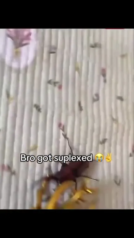 Beetle Gets Suplexed