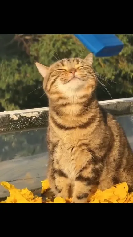 Кот наслаждается птичьим пением