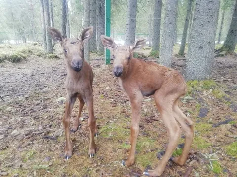 Два лося в лесу