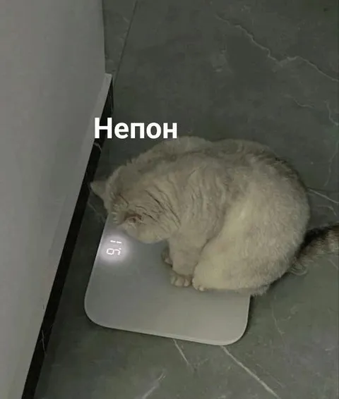 Непонявший кот на весах