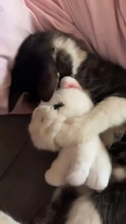 Кот обнимает игрушечного кролика
