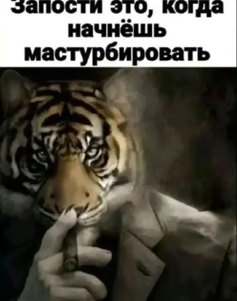 Тигр начинает мастурбировать