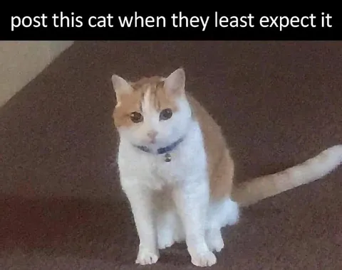 Unexpected Cat Post