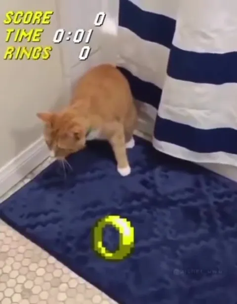 Cat Collects the Sonic Ring