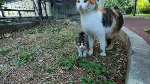 Котёнок под защитой мамы