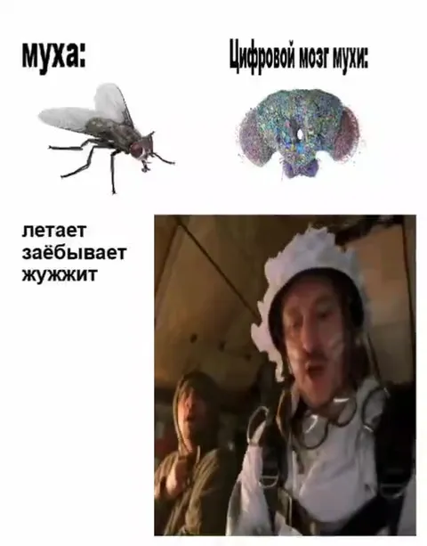 Цифровой мозг мухи
