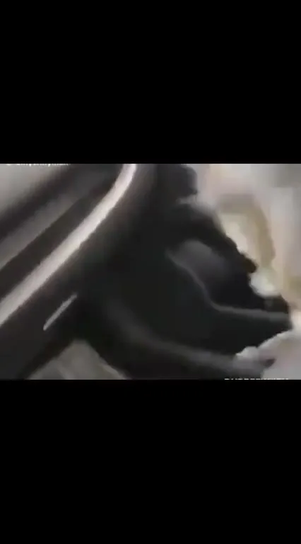 Утка клюёт своего спасителя