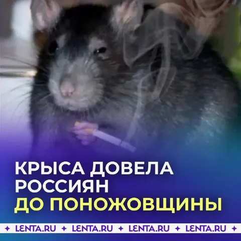 Крыса довела россиян до поножовщины
