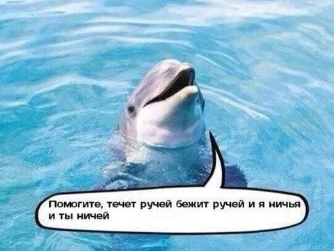 Дельфин и ничей ручей