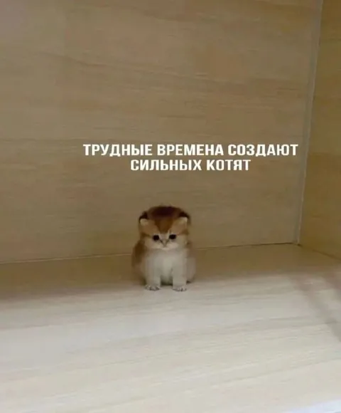 Трудные времена создают сильных котят