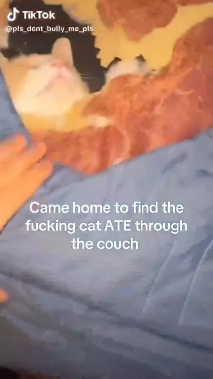 Cat Ate Through the Couch