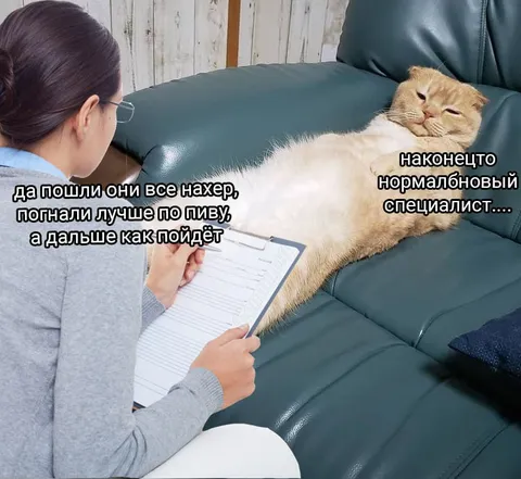 Кот наконец нормальный специалист