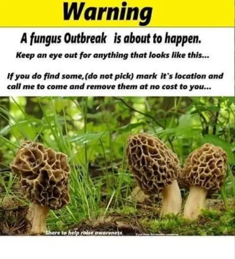 Morel Mushroom Outbreak Warning