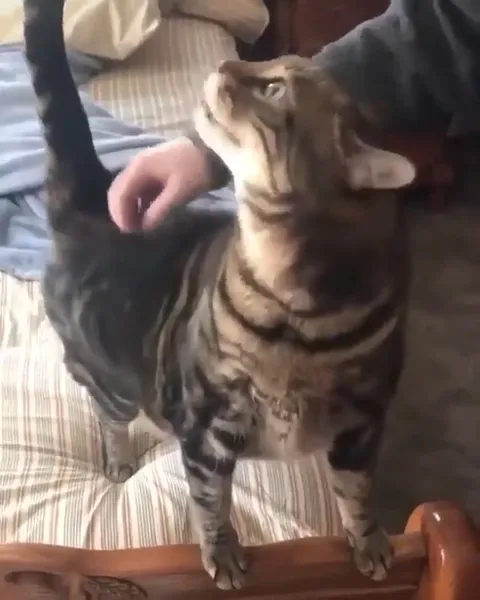 Кот наслаждается почесыванием