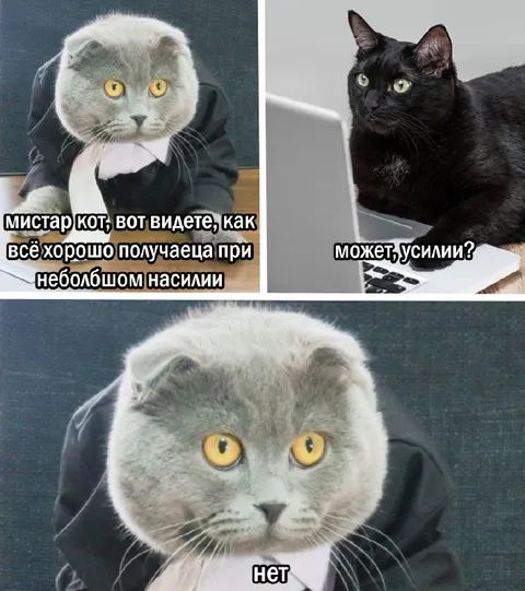 Коты о небольшом насилии