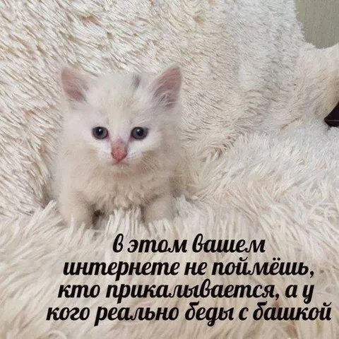Кто прикалывается, а кто нет