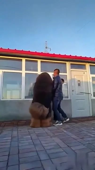 Огромная собака убегает от хозяев