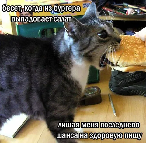 Кот спасает салат из бургера