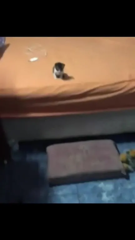 Котёнок выходит на танцпол