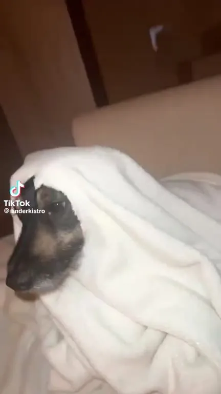 Święta Maria mówi do psa