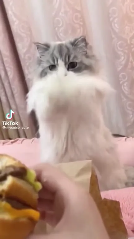 Кот требует бургер