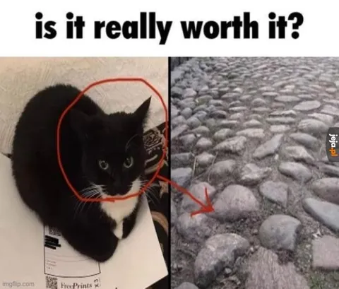 Is It Really Worth It? Cat
