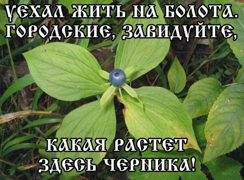 Черника на болотах