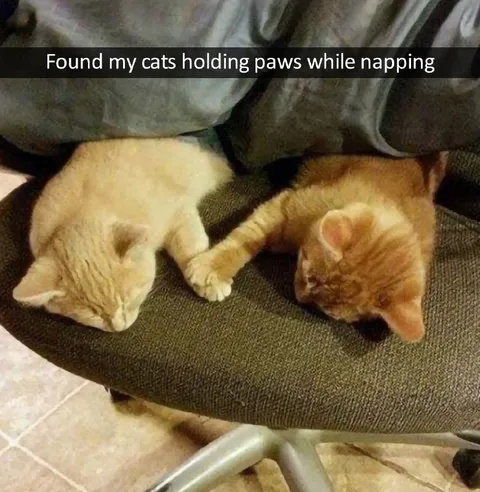 Cats Holding Paws While Napping