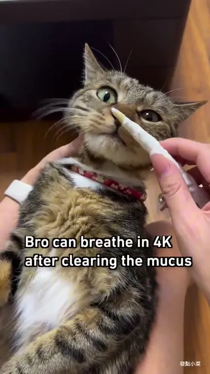 Cat Breathes in 4K