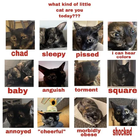 What Kind of Little Cat Are You Today?