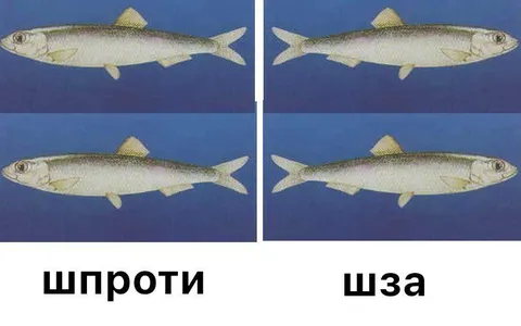 Шпроти и щза