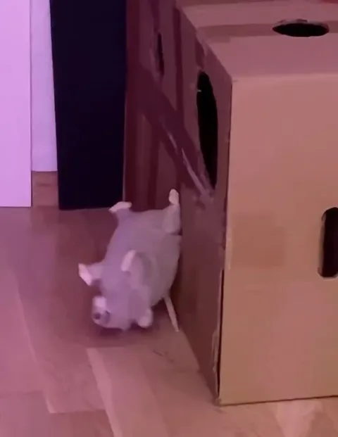 Кот и мышка в коробке