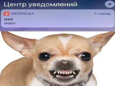 Злой чихуахуа из уведомлений