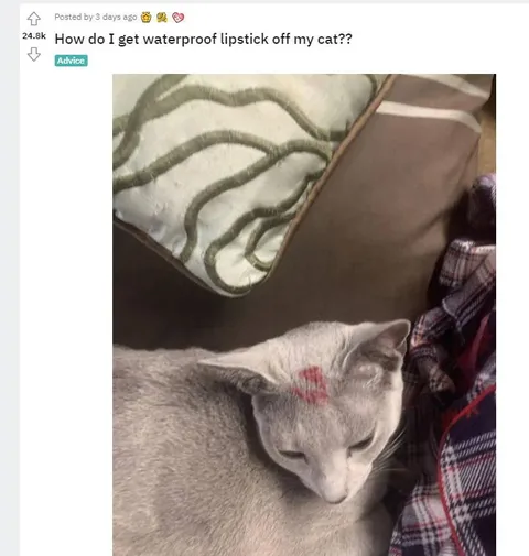 Waterproof Lipstick on Cat