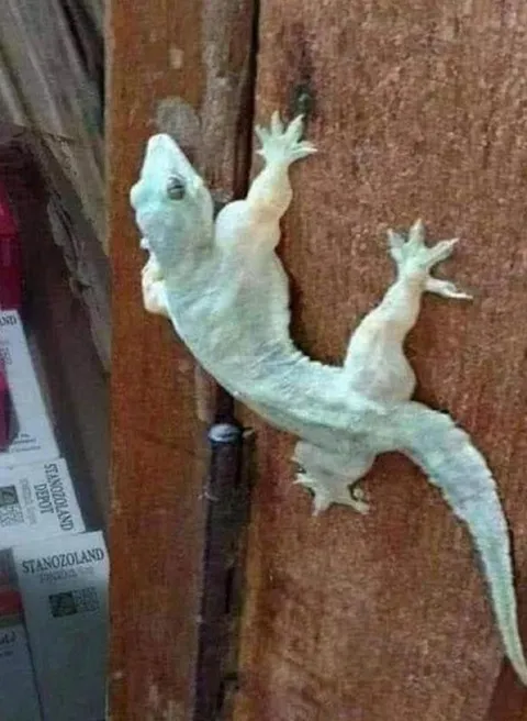 Ящерица на стене
