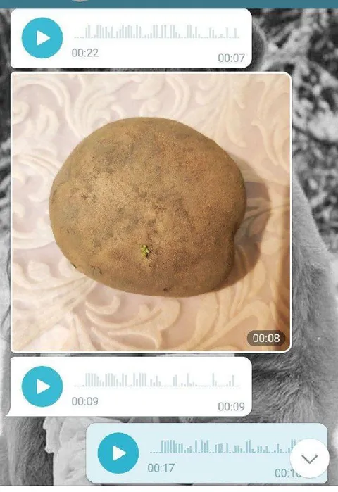 Картошка среди голосовых сообщений